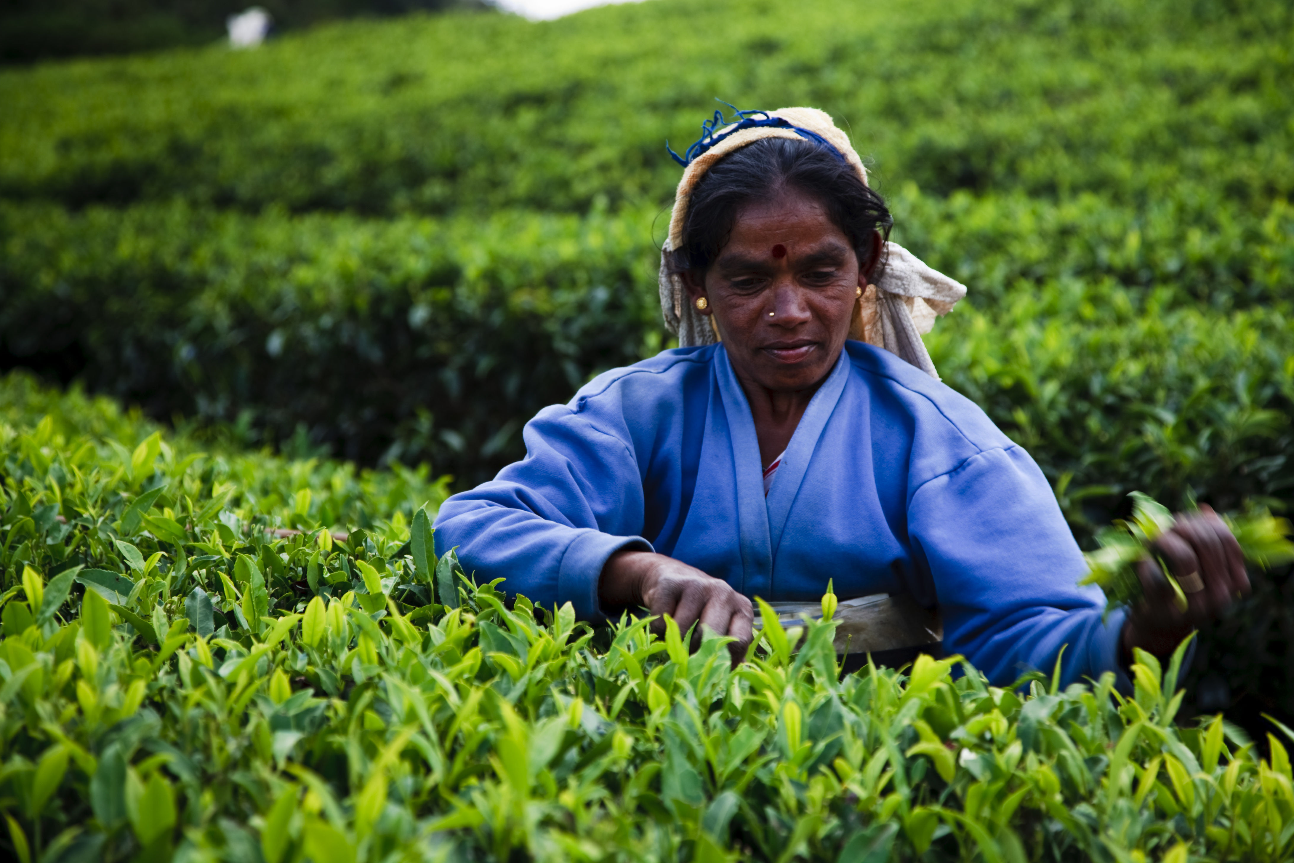 Pedro Tea Estate